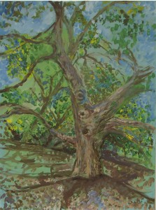 eldorado park tree